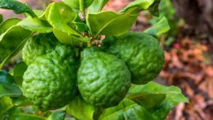 Dịch Vụ Vận Chuyển Trái Chúc & Lá Chúc Bảy Núi – An Giang Logistics: Thơm Nồng Vị Núi, Tươi Xanh Tận Phố