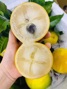 Vận Chuyển Vú Sữa Hoàng Kim Hỏa Tốc – An Giang Logistics: Vàng Óng Sang Trọng, Tươi Ngon Đẳng Cấp