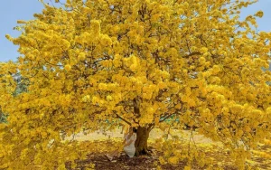 Dịch Vụ Vận Chuyển Mai Vàng Hỏa Tốc – An Giang Logistics: Giữ Trọn Sắc Vàng, Đón Lộc Đầu Xuân