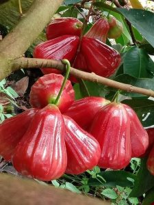 Vận Chuyển Mận An Phước Hỏa Tốc – An Giang Logistics: Giòn Ngọt Trọn Vị, Đỏ Thắm Sắc Xuân.