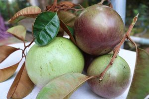 Vận Chuyển Vú Sữa Hỏa Tốc – An Giang Logistics: Da Căng Mịn, Vị Ngọt Thanh