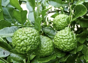 Dịch Vụ Vận Chuyển Trái Chúc & Lá Chúc Bảy Núi – An Giang Logistics: Thơm Nồng Vị Núi, Tươi Xanh Tận Phố