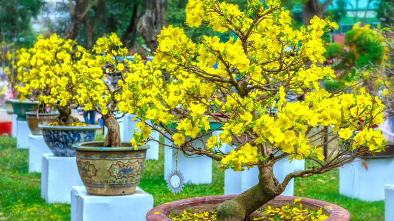 Dịch Vụ Vận Chuyển Mai Vàng Hỏa Tốc – An Giang Logistics: Giữ Trọn Sắc Vàng, Đón Lộc Đầu Xuân