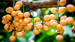 Dịch Vụ Vận Chuyển Dâu Hạ Châu Hỏa Tốc – An Giang Logistics: Chùm Đại Cát, Vị Ngọt Thanh Tao