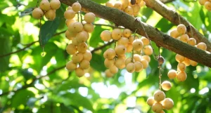 Dịch Vụ Vận Chuyển Dâu Hạ Châu Hỏa Tốc – An Giang Logistics: Chùm Đại Cát, Vị Ngọt Thanh Tao