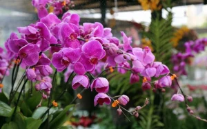 Dịch Vụ Vận Chuyển Lan Hồ Điệp Tết – An Giang Logistics: Nâng Niu Tuyệt Tác, Sang Trọng Không Gian Mục lục