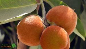 Vận Chuyển Hồng Nhung Núi Cấm – An Giang Logistics: Đỏ Thắm Sắc Xuân, Ngọt Ngào Vị Núi