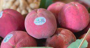 Vận Chuyển Hồng Nhung Núi Cấm – An Giang Logistics: Đỏ Thắm Sắc Xuân, Ngọt Ngào Vị Núi