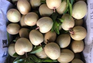 Dịch Vụ Vận Chuyển Sapoche Hỏa Tốc – An Giang Logistics: Cát Mịn Ngọt Thơm, Vẹn Nguyên Vị Đất