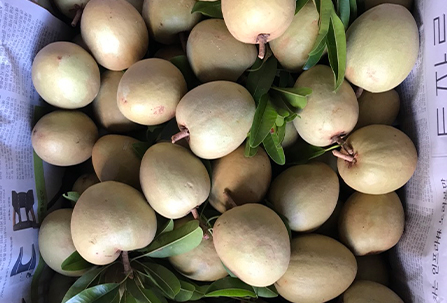 Dịch Vụ Vận Chuyển Sapoche Hỏa Tốc – An Giang Logistics: Cát Mịn Ngọt Thơm, Vẹn Nguyên Vị Đất