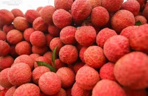 Dịch Vụ Vận Chuyển Vải Thiều Hỏa Tốc – An Giang Logistics: Đỏ Rực Tươi Ngon, Giữ Trọn Vị Ngọt