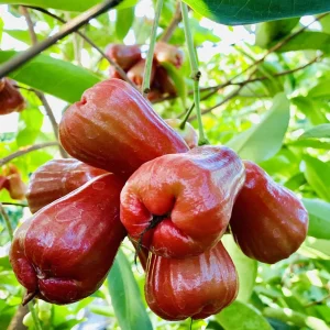 Vận Chuyển Mận An Phước Hỏa Tốc – An Giang Logistics: Giòn Ngọt Trọn Vị, Đỏ Thắm Sắc Xuân.