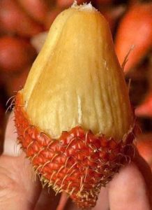 Dịch Vụ Vận Chuyển Trái Mây Thái Hỏa Tốc – An Giang Logistics: Đặc Sản Bảy Núi, Giao Tận Thủ Đô