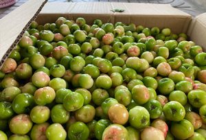 Dịch Vụ Vận Chuyển Sơ Ri Hỏa Tốc – An Giang Logistics: Đỏ Mọng Từng Trái, Nguyên Vẹn Tận Tay