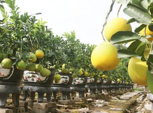 Dịch Vụ Vận Chuyển Bưởi Diễn Chưng Tết – An Giang Logistics: Trái Vàng Trĩu Cành, Phú Quý Cát Tường