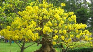 Dịch Vụ Vận Chuyển Mai Vàng Hỏa Tốc – An Giang Logistics: Giữ Trọn Sắc Vàng, Đón Lộc Đầu Xuân