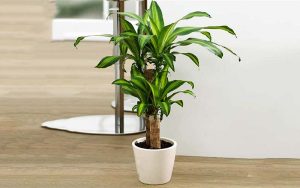 Dịch Vụ Vận Chuyển Cây Phát Tài (Thiết Mộc Lan) – An Giang Logistics: Thân Vững Lá Xanh, Tài Lộc Vững Bền