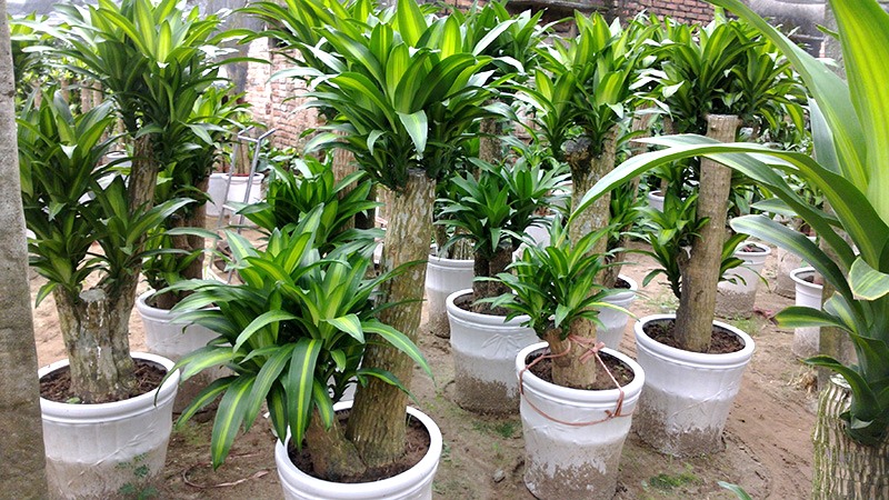 Dịch Vụ Vận Chuyển Cây Phát Tài (Thiết Mộc Lan) – An Giang Logistics: Thân Vững Lá Xanh, Tài Lộc Vững Bền