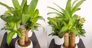 Dịch Vụ Vận Chuyển Cây Phát Tài (Thiết Mộc Lan) – An Giang Logistics: Thân Vững Lá Xanh, Tài Lộc Vững Bền