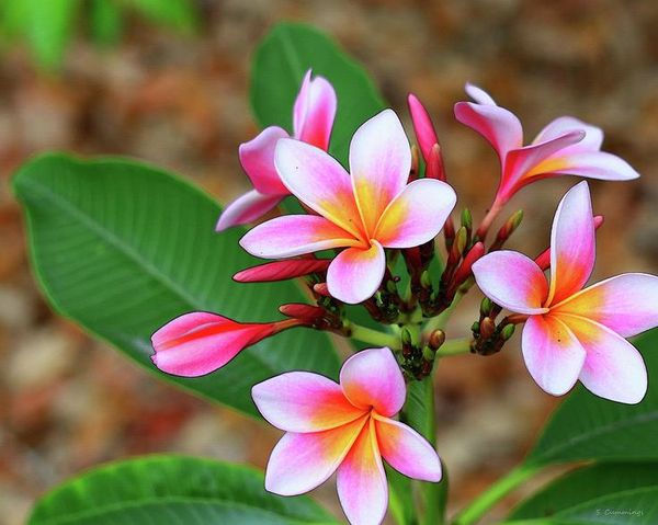 Dịch Vụ Vận Chuyển Cây Sứ Thái Tết – An Giang Logistics: Dáng Đẹp Củ To, Hoa Nở Rạng Ngời