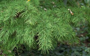 Dịch Vụ Vận Chuyển Thông Tươi Nhập Khẩu – An Giang Logistics: Mang Không Khí Châu Âu Về Giữa Lòng Việt