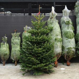 Dịch Vụ Vận Chuyển Thông Tươi Nhập Khẩu – An Giang Logistics: Mang Không Khí Châu Âu Về Giữa Lòng Việt