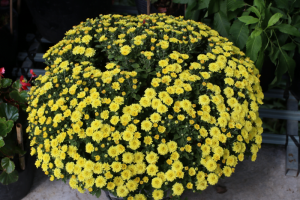 Dịch Vụ Vận Chuyển Cúc Mâm Xôi Hỏa Tốc – An Giang Logistics: Tán Tròn Đều, Vàng Rực Rỡ, Xuân Ngập Tràn