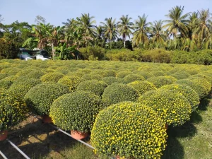 Dịch Vụ Vận Chuyển Cúc Mâm Xôi Hỏa Tốc – An Giang Logistics: Tán Tròn Đều, Vàng Rực Rỡ, Xuân Ngập Tràn