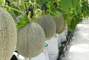 Dịch Vụ Vận Chuyển Dưa Lưới Hỏa Tốc – An Giang Logistics: Vân Lưới Hoàn Hảo, Vị Ngọt Thanh Tao