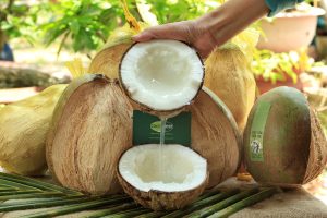 Dịch Vụ Vận Chuyển Dừa Sáp Hỏa Tốc – An Giang Logistics: Đặc Sản Thượng Hạng, Trọn Vị Dẻo Thơm