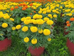 Dịch Vụ Vận Chuyển Hoa Vạn Thọ Tết – An Giang Logistics: Sắc Vàng Trường Thọ, Xuân Ý Cát Tường