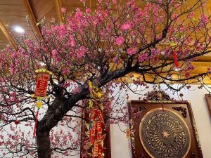 Vịch Vụ Vận Chuyển Hoa Đào Xuyên Việt – An Giang Logistics: Mang Nét Xuân Bắc Vào Nam, Nụ Thắm Cành Tươi