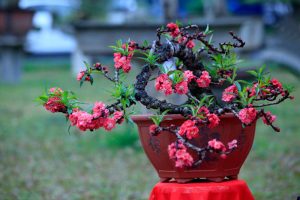 Vịch Vụ Vận Chuyển Hoa Đào Xuyên Việt – An Giang Logistics: Mang Nét Xuân Bắc Vào Nam, Nụ Thắm Cành Tươi