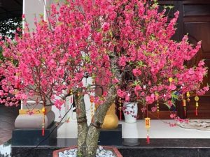 Vịch Vụ Vận Chuyển Hoa Đào Xuyên Việt – An Giang Logistics: Mang Nét Xuân Bắc Vào Nam, Nụ Thắm Cành Tươi