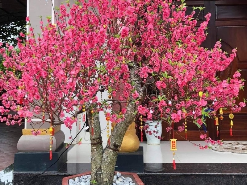 Vịch Vụ Vận Chuyển Hoa Đào Xuyên Việt – An Giang Logistics: Mang Nét Xuân Bắc Vào Nam, Nụ Thắm Cành Tươi