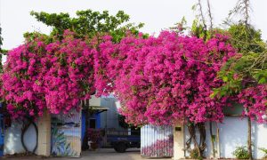 Dịch Vụ Vận Chuyển Hoa Giấy Kiểng Tết – An Giang Logistics: Rực Rỡ Sắc Xuân