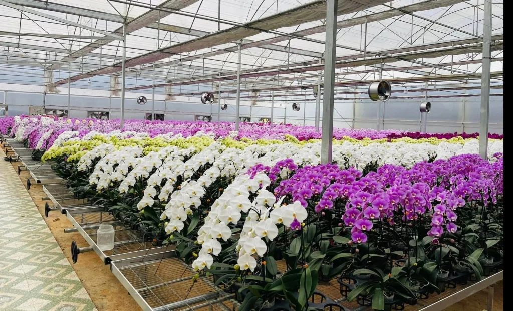 Dịch Vụ Vận Chuyển Lan Hồ Điệp Tết – An Giang Logistics: Nâng Niu Tuyệt Tác, Sang Trọng Không Gian Mục lục