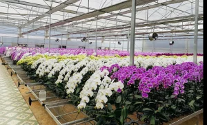 Dịch Vụ Vận Chuyển Lan Hồ Điệp Tết – An Giang Logistics: Nâng Niu Tuyệt Tác, Sang Trọng Không Gian