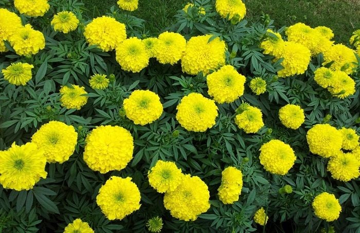 Dịch Vụ Vận Chuyển Hoa Vạn Thọ Tết – An Giang Logistics: Sắc Vàng Trường Thọ, Xuân Ý Cát Tường