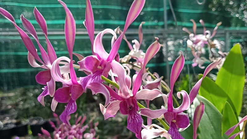 Dịch Vụ Vận Chuyển Lan Dendro & Vũ Nữ Tết – An Giang Logistics: Số Lượng Lớn, Giá Tốt, Hoa Tươi Tận Tay