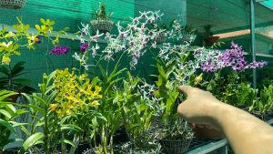 Dịch Vụ Vận Chuyển Lan Dendro & Vũ Nữ Tết – An Giang Logistics: Số Lượng Lớn, Giá Tốt, Hoa Tươi Tận Tay