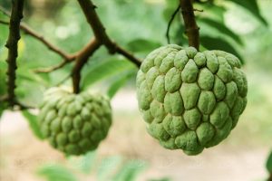 Dịch Vụ Vận Chuyển Mãng Cầu Bà Đen Hỏa Tốc – An Giang Logistics: Trái To Căng Mắt, Ngọt Đậm Vị Linh Thiêng