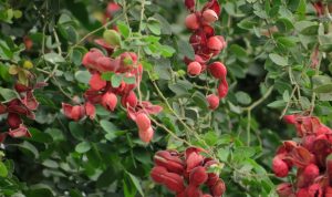 Dịch Vụ Vận Chuyển Me Keo Hỏa Tốc – An Giang Logistics: Ngọt Bùi Vị Quê, Tươi Màu Hồng Thắm