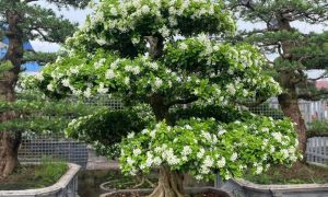 Dịch Vụ Vận Chuyển Nguyệt Quế Kiểng – An Giang Logistics: Hương Thơm Lan Tỏa, Lộc Phát Đầy Nhà