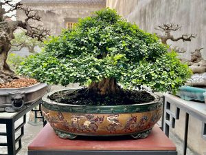 Dịch Vụ Vận Chuyển Nguyệt Quế Kiểng – An Giang Logistics: Hương Thơm Lan Tỏa, Lộc Phát Đầy Nhà