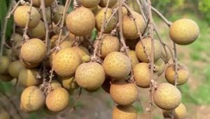 Vận Chuyển Nhãn Hỏa Tốc – An Giang Logistics: Trái To Cơm Vàng, Thơm Nồng Vị Ngọt