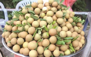 Dịch Vụ Vận Chuyển Nhãn Xuồng Cơm Vàng – An Giang Logistics: Trái To Căng Mọng, Ngọt Lịm Tới Tim