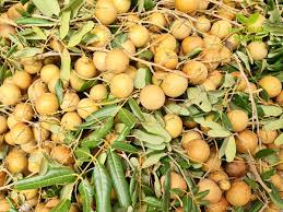 Dịch Vụ Vận Chuyển Nhãn Xuồng Cơm Vàng – An Giang Logistics: Trái To Căng Mọng, Ngọt Lịm Tới Tim