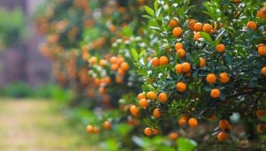 Dịch Vụ Vận Chuyển Trái Tắc (Quất) Hỏa Tốc – An Giang Logistics: Tươi Xanh Mọng Nước, Chở Tết Về Phố