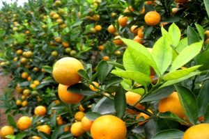 Dịch Vụ Vận Chuyển Trái Tắc (Quất) Hỏa Tốc – An Giang Logistics: Tươi Xanh Mọng Nước, Chở Tết Về Phố